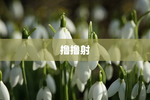 撸撸射
