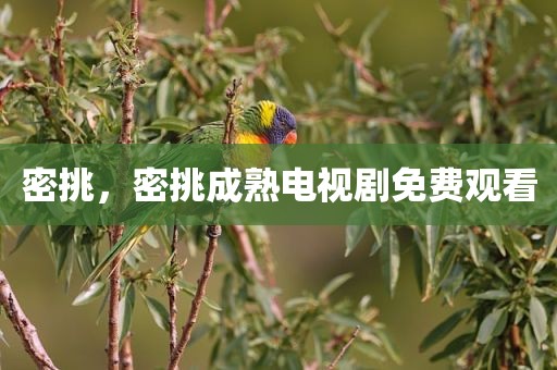 密挑，密挑成熟电视剧免费观看