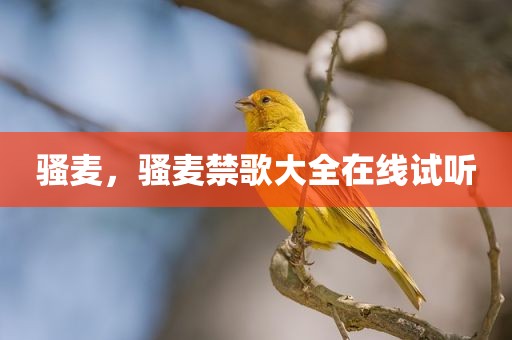 骚麦，骚麦禁歌大全在线试听