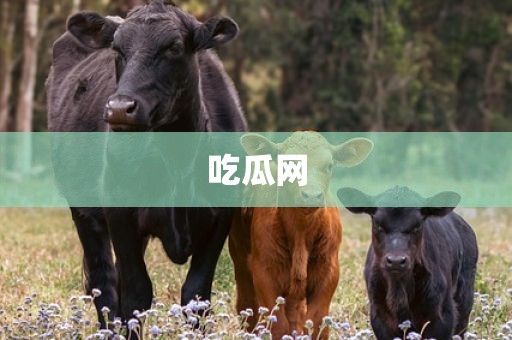 吃瓜网