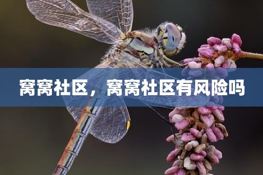 窝窝社区，窝窝社区有风险吗