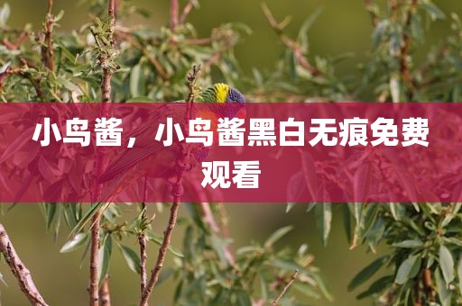 小鸟酱，小鸟酱黑白无痕免费观看