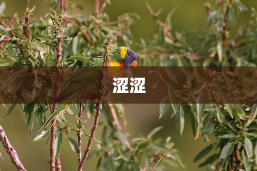 涩涩