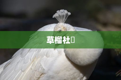 草榴社區