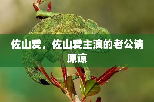 佐山爱，佐山爱主演的老公请原谅