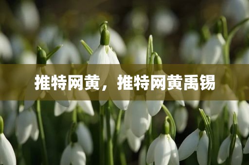 推特网黄，推特网黄禹锡