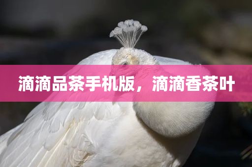 滴滴品茶手机版，滴滴香茶叶