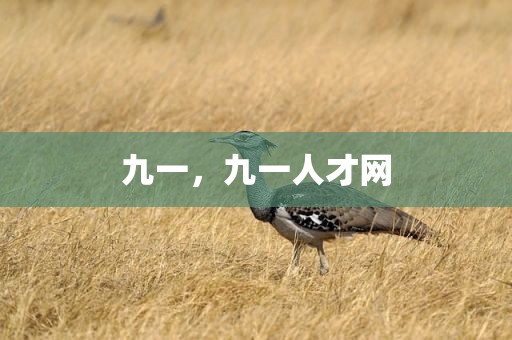 九一，九一人才网