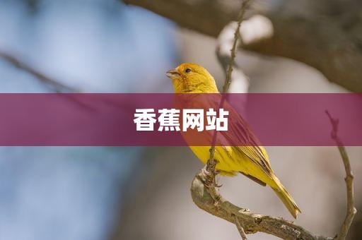 香蕉网站