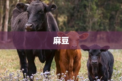 麻豆