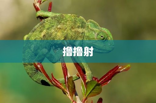 撸撸射