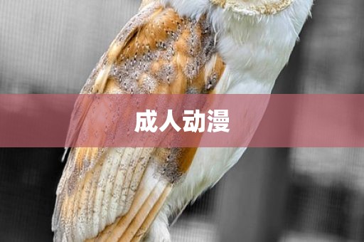 成人动漫