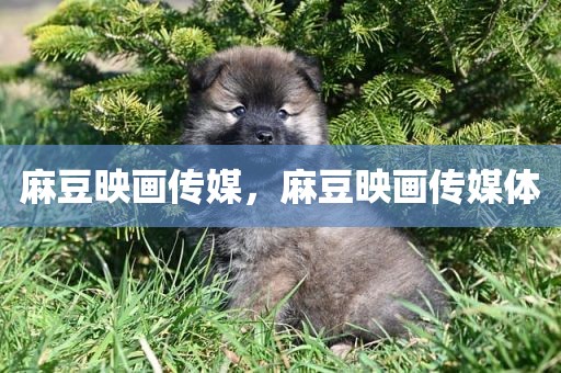 麻豆映画传媒，麻豆映画传媒体