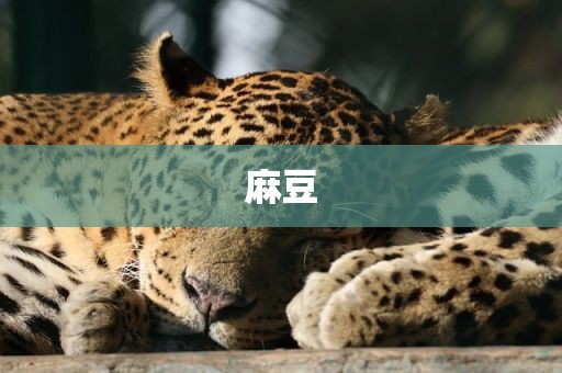 麻豆