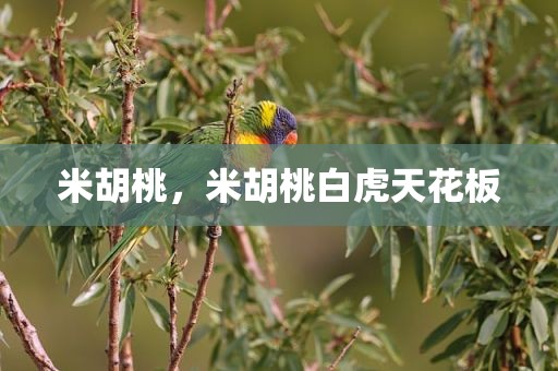 米胡桃，米胡桃白虎天花板