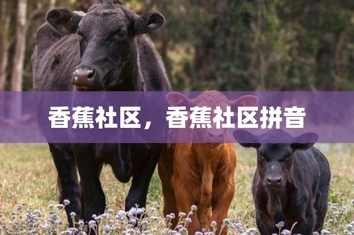 香蕉社区，香蕉社区拼音