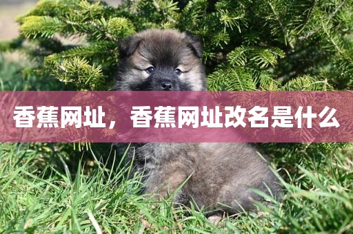 香蕉网址，香蕉网址改名是什么