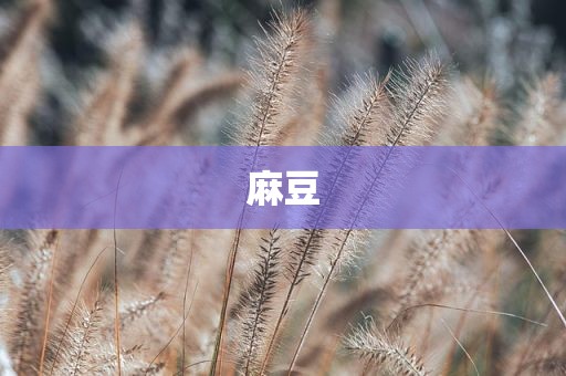 麻豆