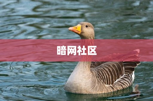 暗网社区