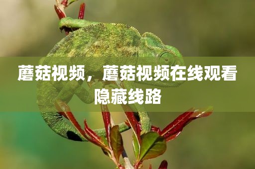 蘑菇视频，蘑菇视频在线观看隐藏线路