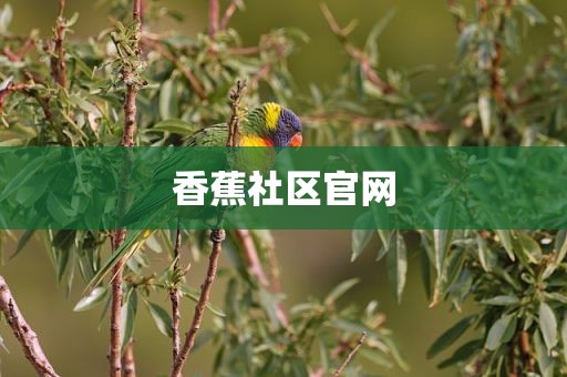 香蕉社区官网