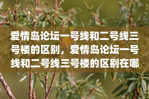 爱情岛论坛一号线和二号线三号楼的区别，爱情岛论坛一号线和二号线三号楼的区别在哪