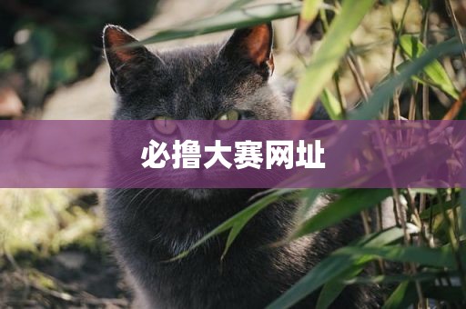 必撸大赛网址