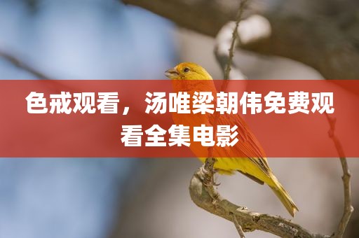 色戒观看，汤唯梁朝伟免费观看全集电影