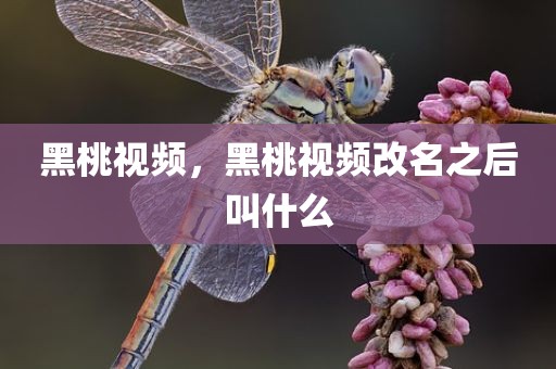 黑桃视频，黑桃视频改名之后叫什么
