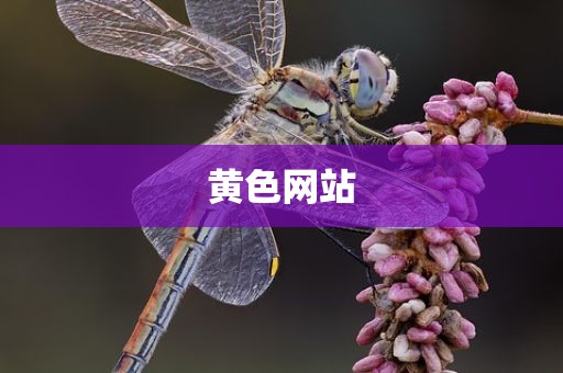 黄色网站