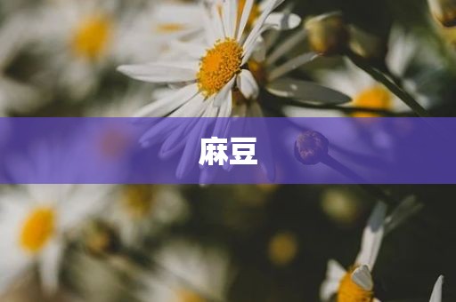 麻豆