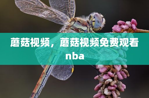 蘑菇视频，蘑菇视频免费观看nba