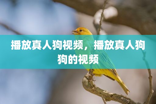 播放真人狗视频，播放真人狗狗的视频