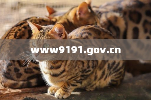 www9191.gov.cn