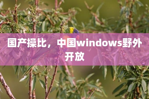 国产操比，中国windows野外开放