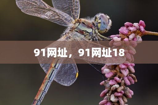 91网址，91网址18