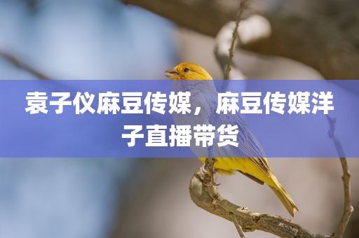 袁子仪麻豆传媒，麻豆传媒洋子直播带货