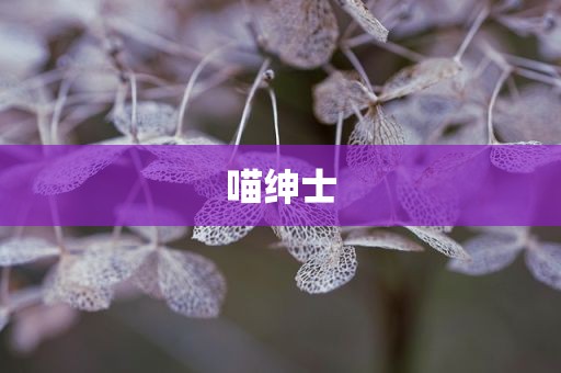 喵绅士