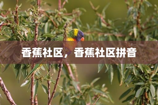 香蕉社区，香蕉社区拼音