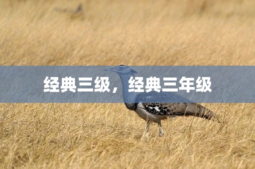 经典三级，经典三年级