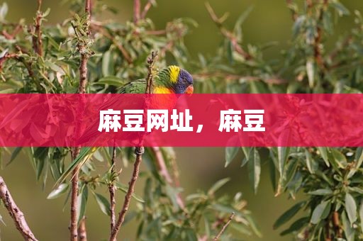 麻豆网址，麻豆
