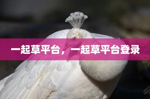 一起草平台，一起草平台登录