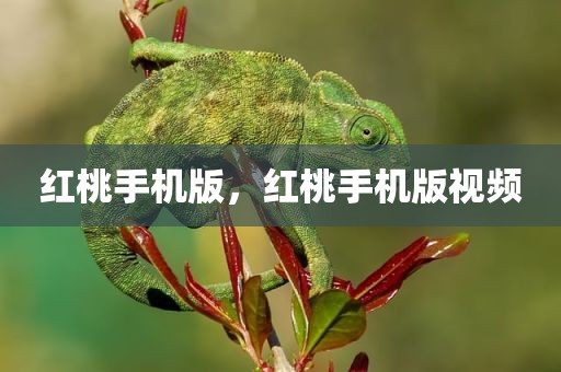 红桃手机版，红桃手机版视频