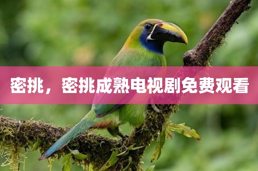密挑，密挑成熟电视剧免费观看