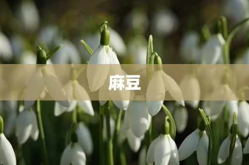 麻豆