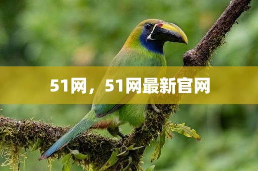 51网，51网最新官网