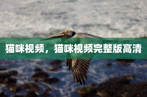 猫咪视频，猫咪视频完整版高清