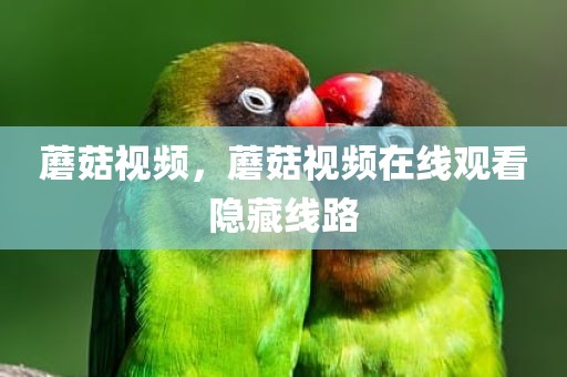 蘑菇视频，蘑菇视频在线观看隐藏线路