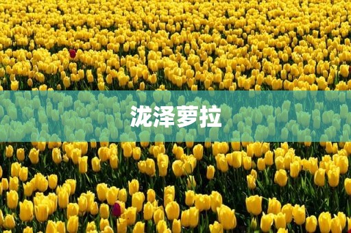 泷泽萝拉