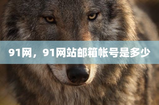 91网，91网站邮箱帐号是多少